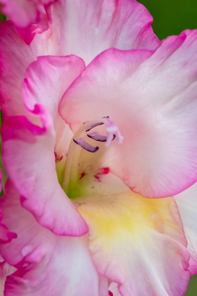 gladiola flower blossom