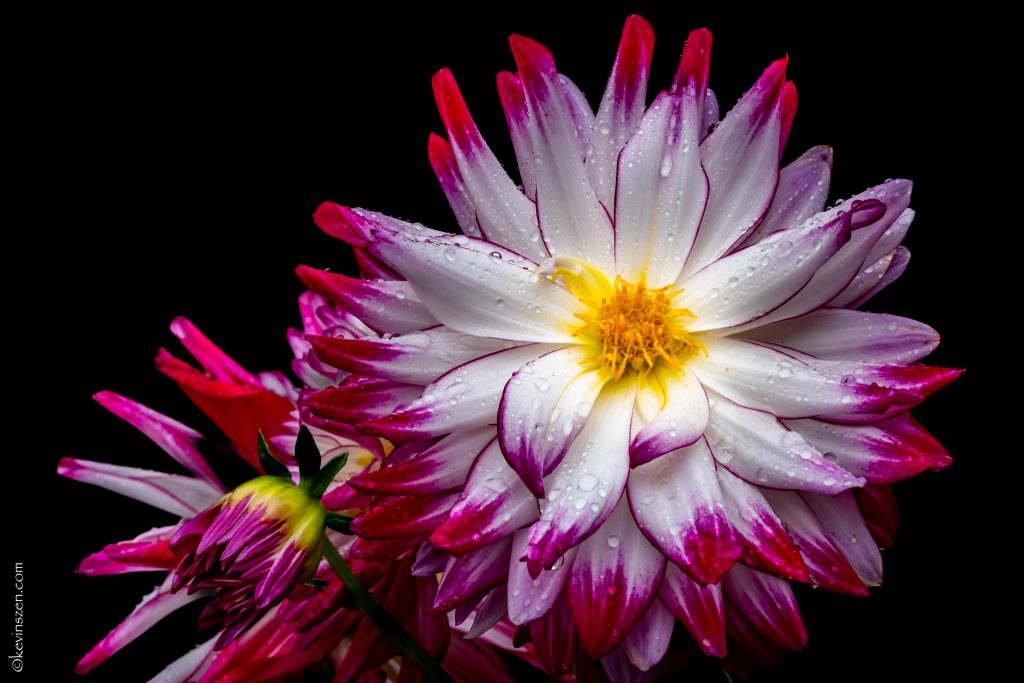 dahlia blossom after a rain