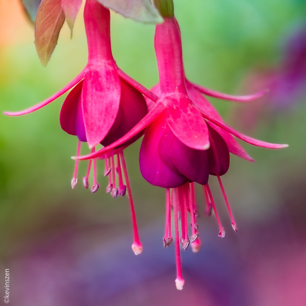 fucsia blossom