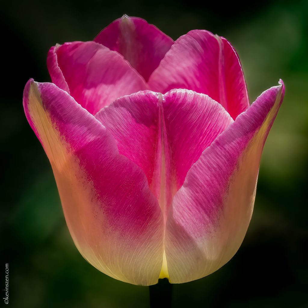 pink and white tulip blossom