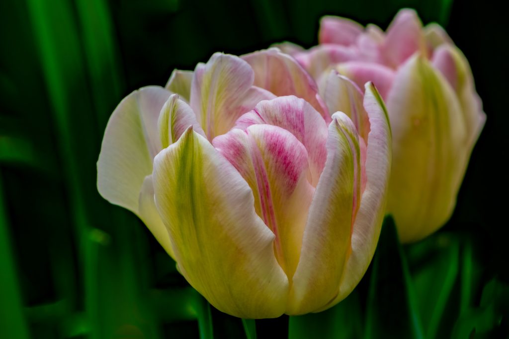 bicolor tulip